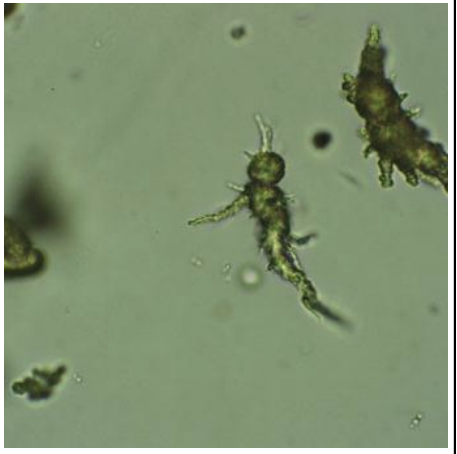 term image