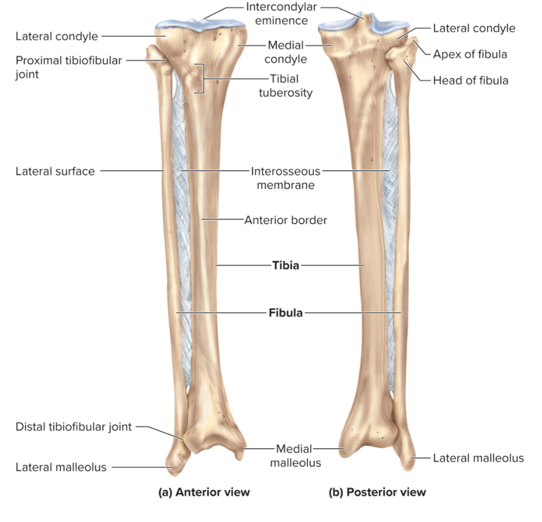 <p>The tibial tuberosity of the tibia: </p>
