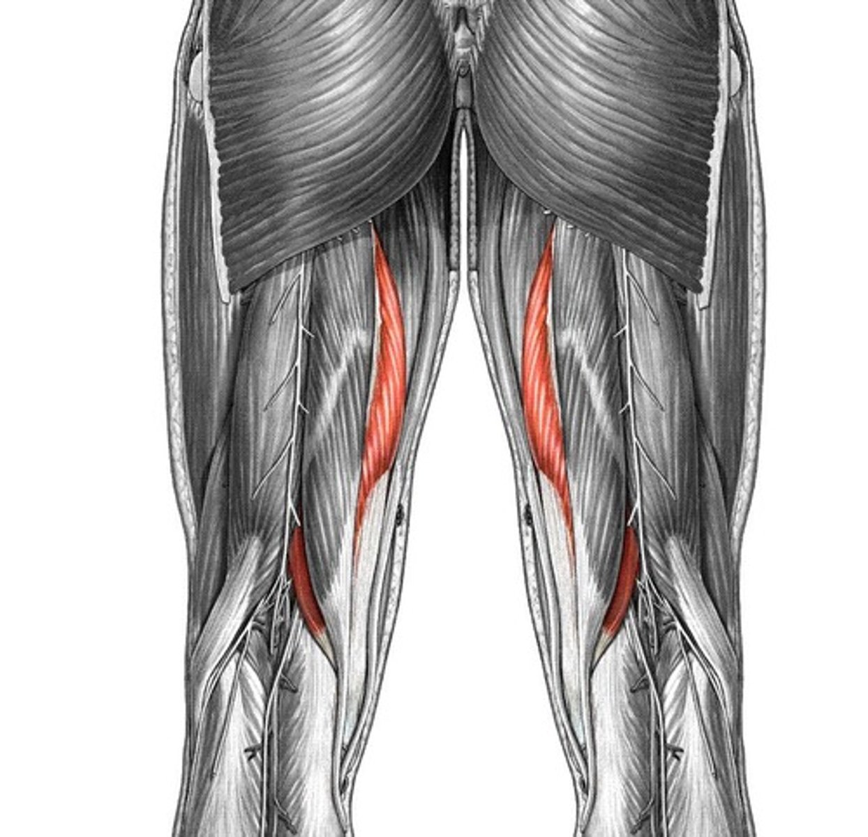 <p>flexes leg at knee joint and extends thigh at hip joint, medially rotates thigh at hip joint and leg at knee joint</p>
