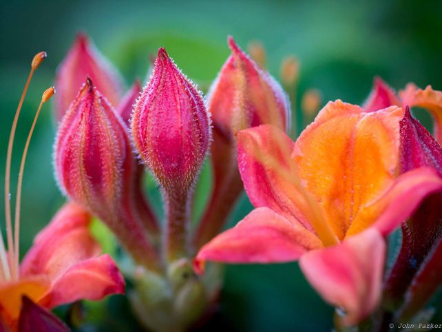 <p>A deciduous shrub with bright orange to red flowers, commonly found in the Appalachian Mountains.</p>