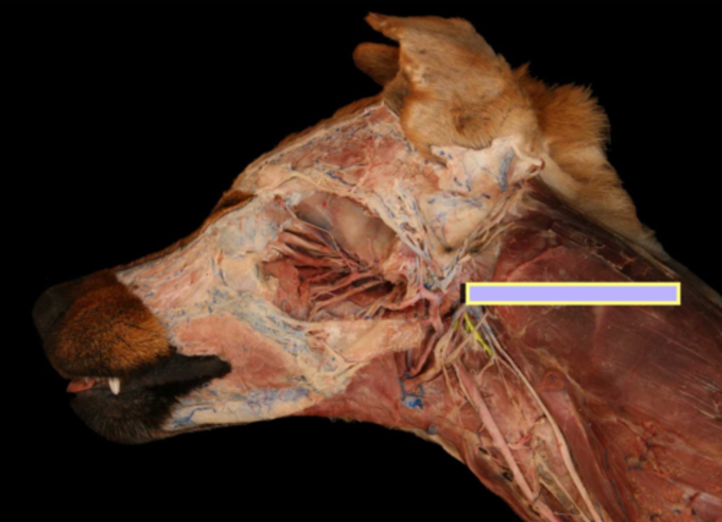 <p>Nerve supply to the pharynx:</p><p>motor innervation to the muscles and sensory innervation to the lumen</p>