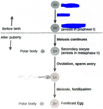 <p>Fill in the blue blanks.</p>
