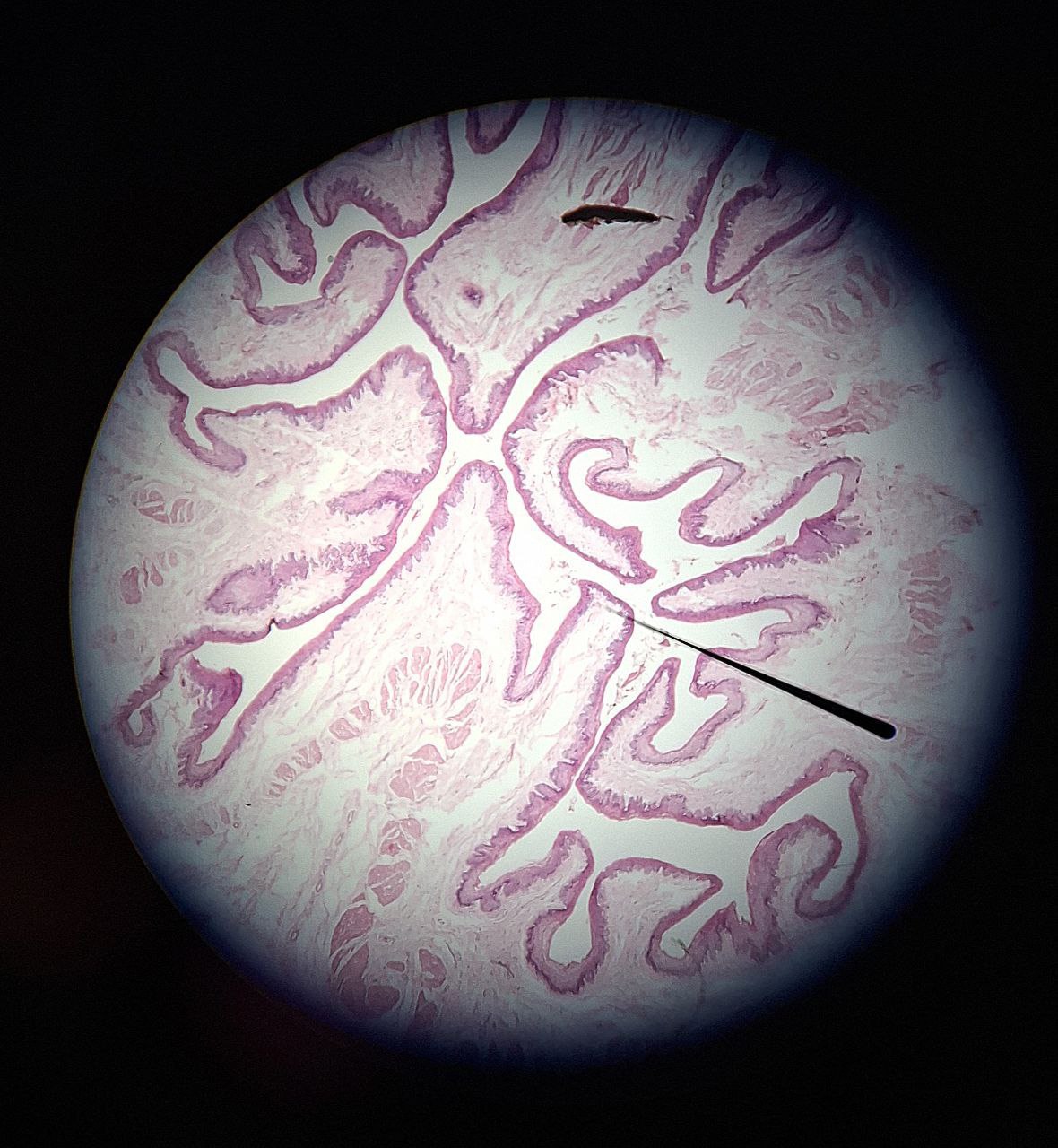 <p>Identify the tissue and mention one site</p>