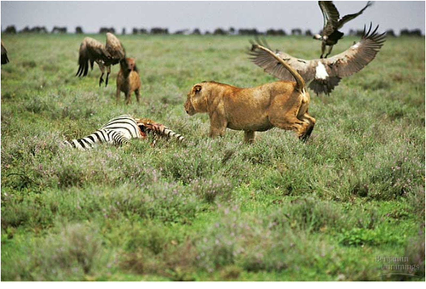 <p>(ecology) a group of interdependent organisms inhabiting the same region and interacting with each other</p>