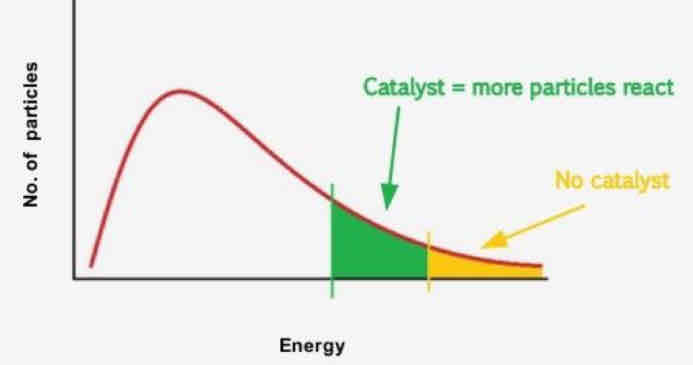 <ul><li><p>Provides an alternative route </p></li><li><p>collision Frequency stays the same</p></li><li><p>Collision Energy stays the same</p></li><li><p>Activation energy decreases</p></li><li><p>NO CHANGE IN SHAPE OF MAXWELL BOLTZMANN </p></li></ul>