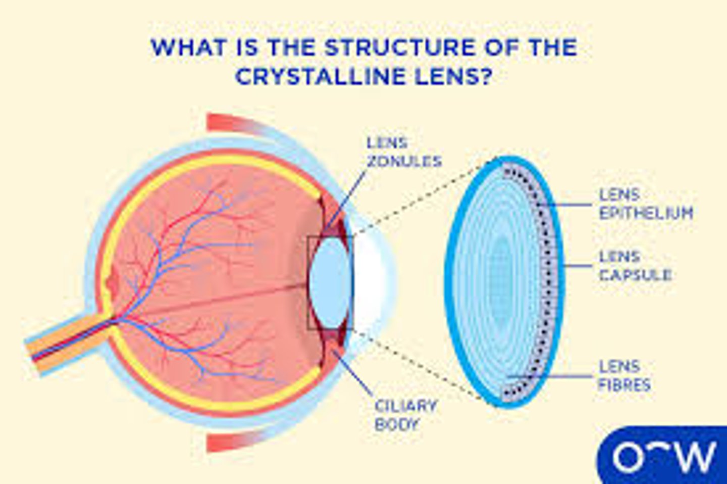 <p>Capsule</p><p>Epithelium</p><p>Lens fibers</p>