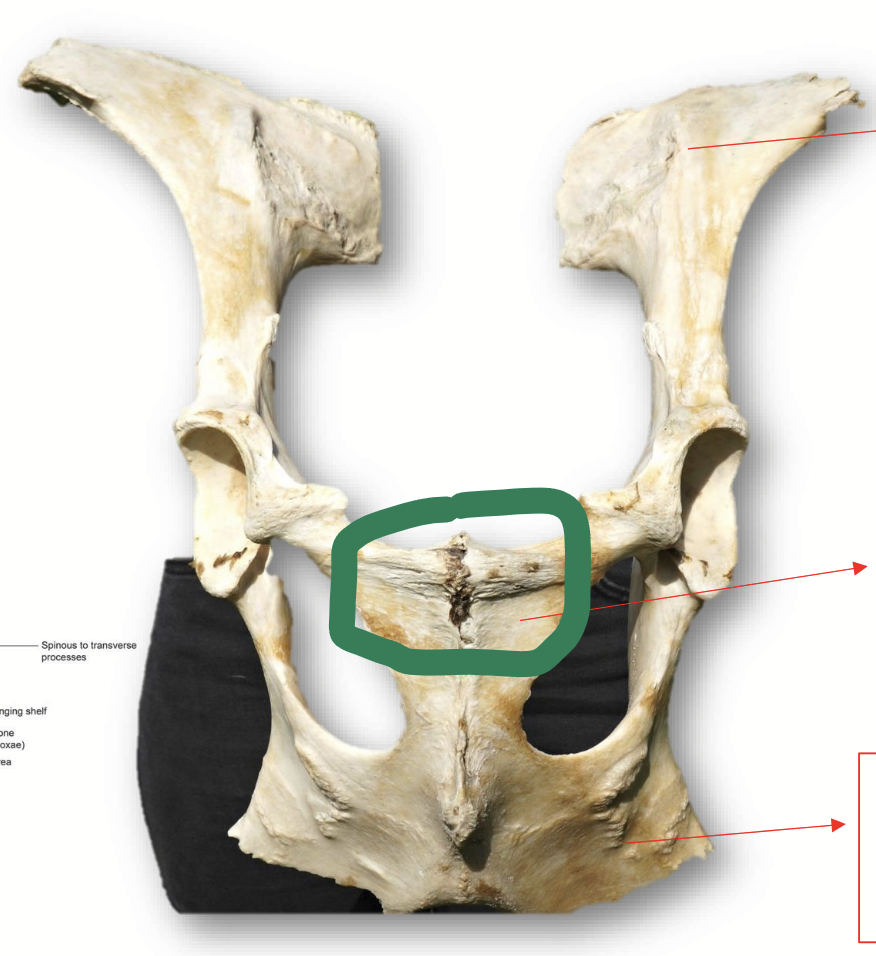 <p>The smallest of the three pelvis bones. Forms the <strong>cranial</strong> part of the <strong>pelvis floor</strong>.</p>