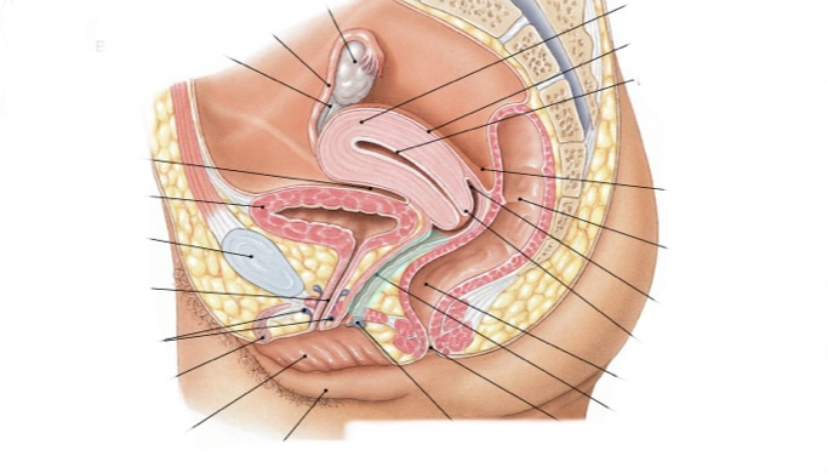 Birth canal ( wrinkles are rugae) 