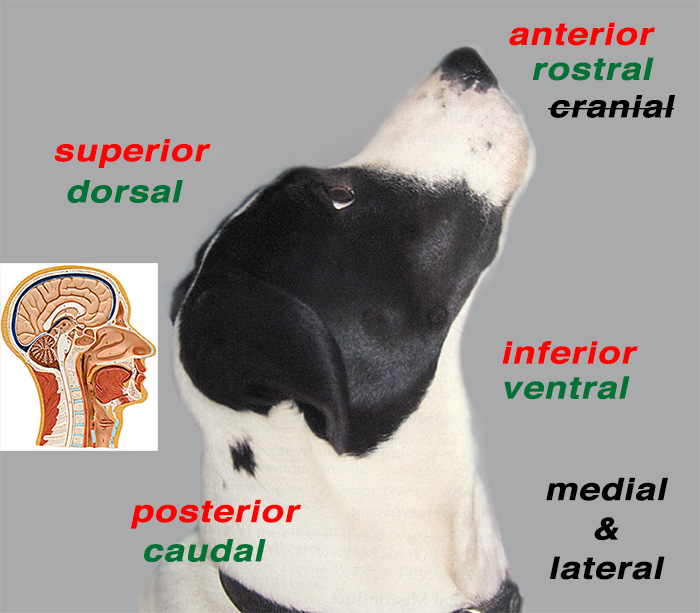 <p>closer to the muzzle (nose) <em>use when talking about head</em></p>