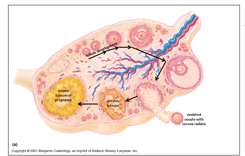 <p>Occurs in the <strong>cortex</strong> of the <strong>ovaries</strong>.</p>