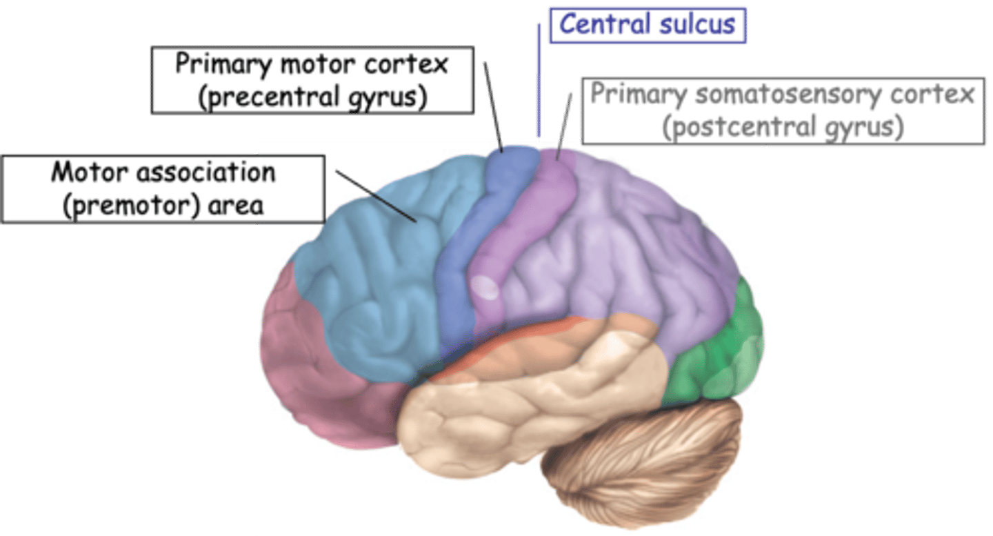 <p>What does stimulation of motor cortex elicit?</p>