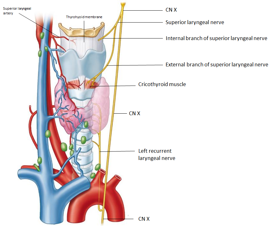 <p>What are the <strong>motor and sensory roles </strong>of the <strong>laryngeal nerves</strong> derived from CN X (vagus)?</p>