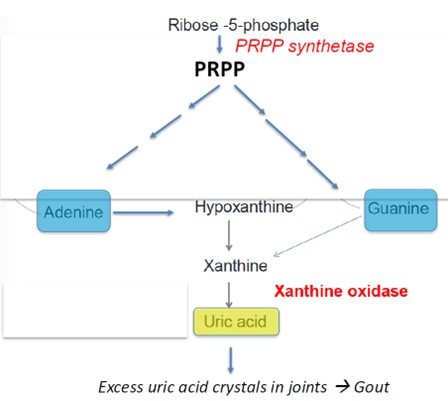 <p>One of the causes of gout is a mutation in PRPP synthetase (PRS); Can’t bind purines (inhibitors); Defective feedback inhibition</p><p class="MsoNormal">Urate/uric acid is a final product of purine degradation</p><p class="MsoNormal">Gout is a joint disease in which excess urate crystals form in the fluid and lining of the joints; Overproduction of nucleotides</p><p class="MsoNormal">Painful inflammation results when immune cells engulf the crystals</p>