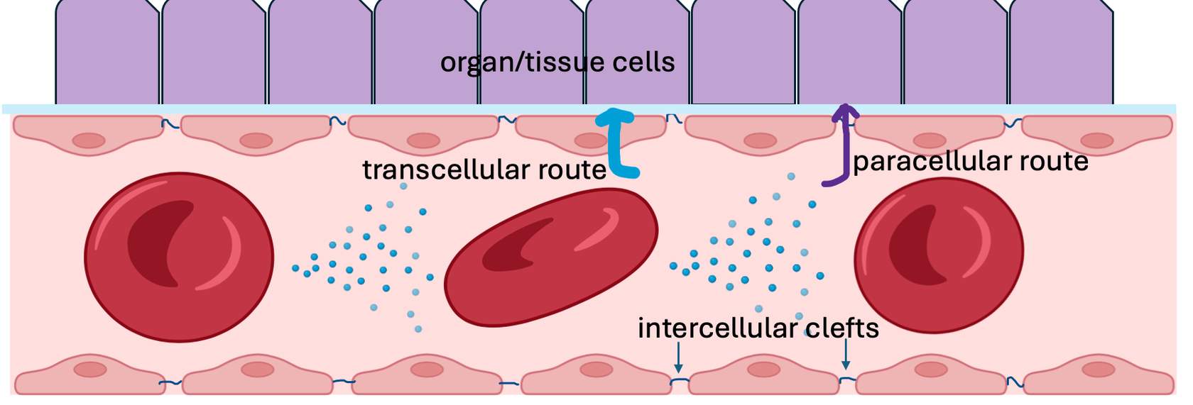 <p>paracellular transport. substances can also move between two endothelial cells lining the capillaries thru small spaces called intercellular clefts. this type of movement is refered to as bulk flow</p>