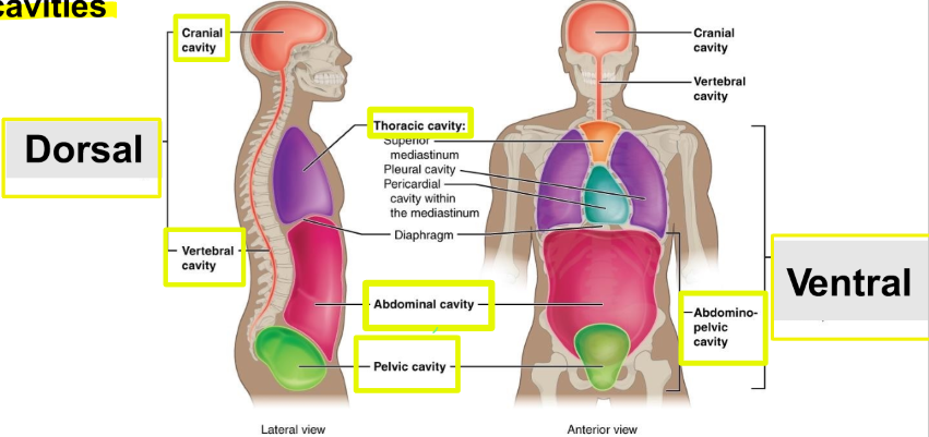 <p>separated by membranes and sheaths, they enclose organs providing protection while accommodating changes in size and shape</p>