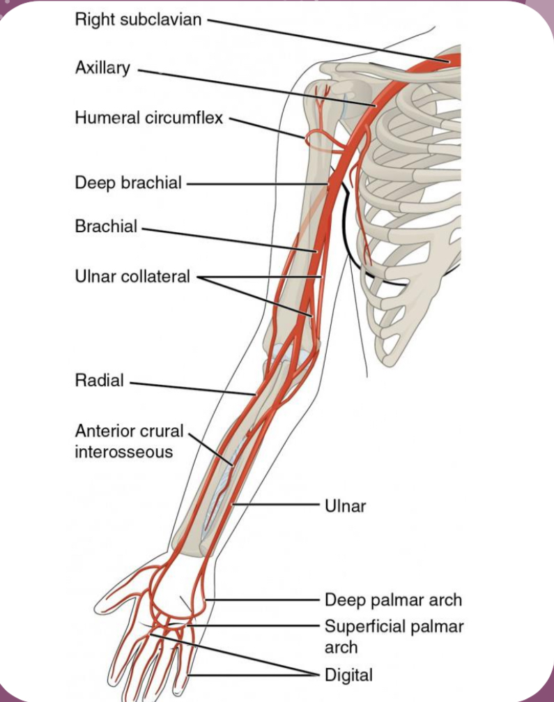 <p>Be able to identify the arteries of the arm and leg</p>