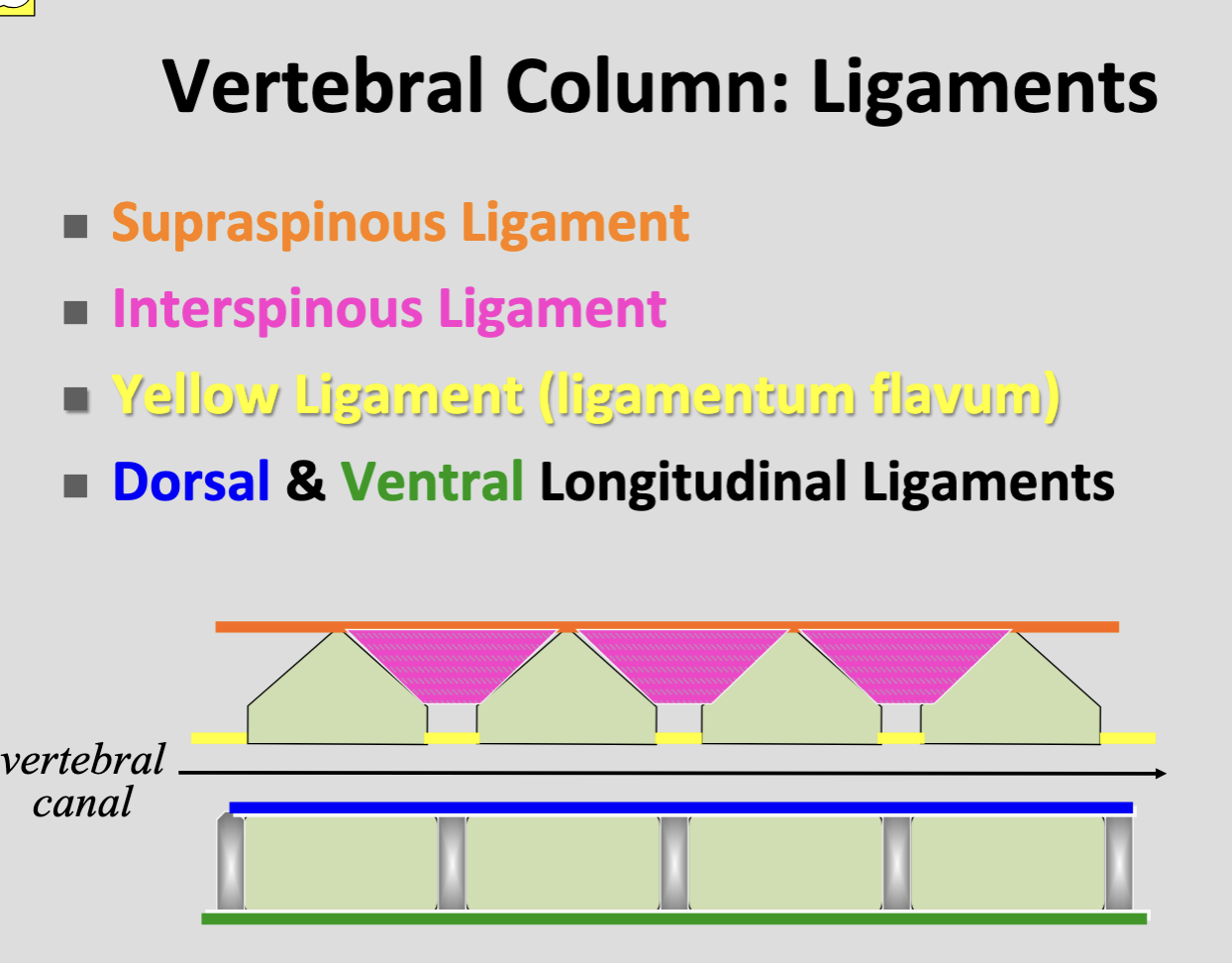 <p>Ventral longitudinal ligament</p>