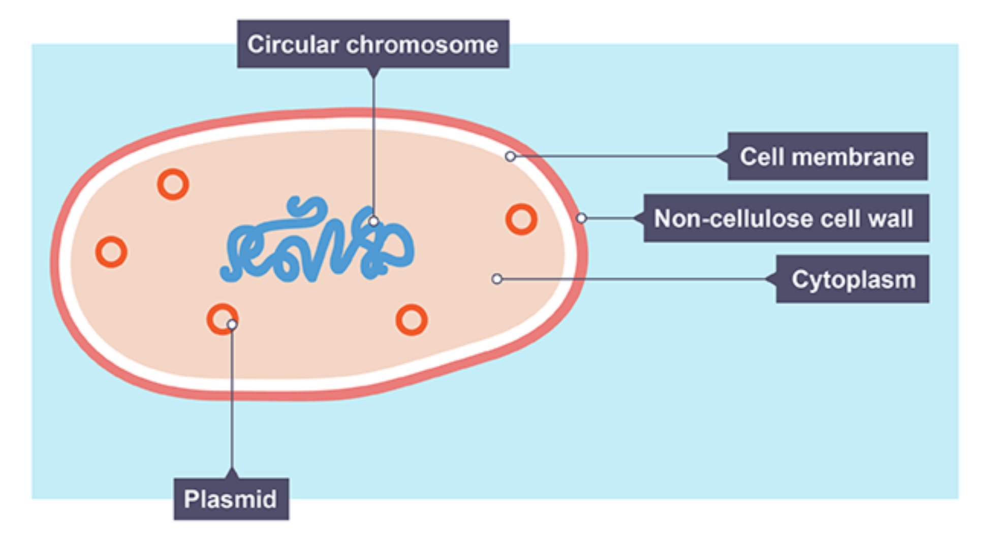 <p>has a cell wall but no nucleus, genetic material is free within cytoplasm/ plasmids, flagella (tail)</p>