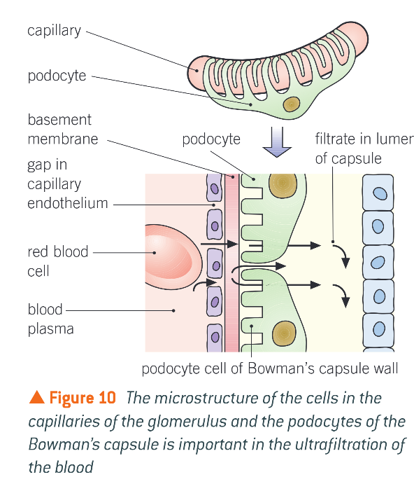<ul><li><p>Blood enters glomerulus thru wide afferent arteriole, leaves thru narrow efferent arteriole</p></li><li><p>High pressure in capillaries forces liquid &amp; small molecules in blood out of capillaries into B.C. via diffusion</p><ul><li><p>RBCs &amp; large proteins stay in capillary</p></li></ul></li><li><p>Fluid passes thru basement membrane</p></li></ul><p></p>