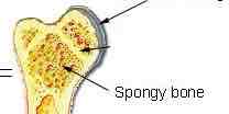 <p>Spaces between the matrix of bone - resists weight bearing forces. thick in epiphysis and minimal in diaphysis</p>