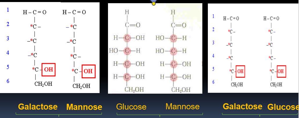 Ces oses sont-ils épimères ?