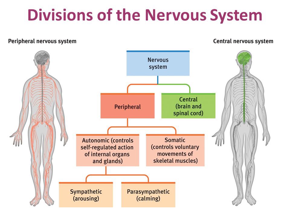 <p>voluntary movement, has <strong>sensory and motor neurons</strong></p>