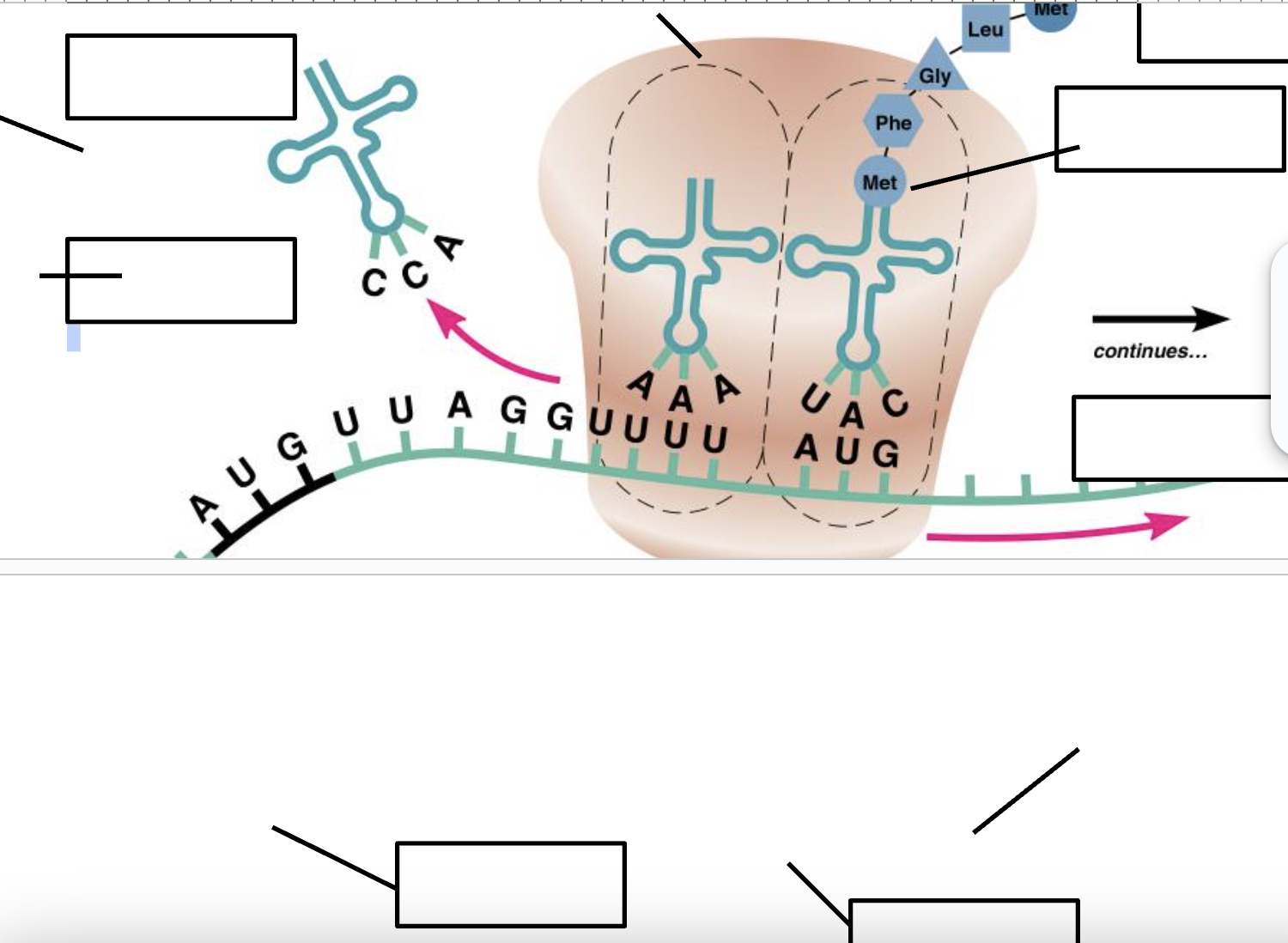 <p><span style="font-family: Arial, sans-serif">Label the diagram below using the terms: mRNA, peptide bond, tRNA, codon, anticodon, amino acid, ribosome, and polypeptide chain.</span></p>