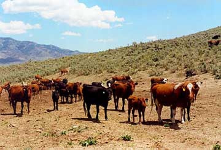 <p>Too many animals graze (eat grass/plants) in the same area - results in bare patches of soil where roots no longer hold the soil together leaving it open to soil erosion from wind and rain.</p>
