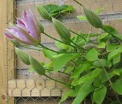 <p>clematis ‘nelly moser’</p>