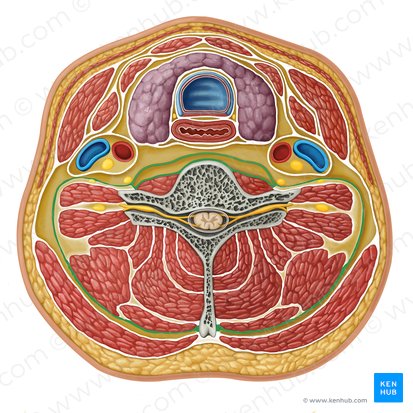 <ul><li><p>surrounds the vertebral column and its associated muscles: scalene muscles, prevertebral muscles, and the deep muscles of the back</p></li></ul><p></p>