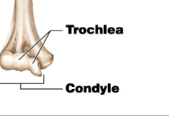 <p>A smooth rounded articular process.</p>