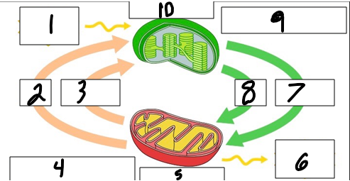 <p>Label 9</p>