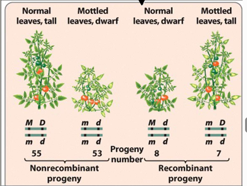 <ul><li><p>mostly nonrecombinant progeny, only a small proportion recombinant</p></li></ul><p></p>