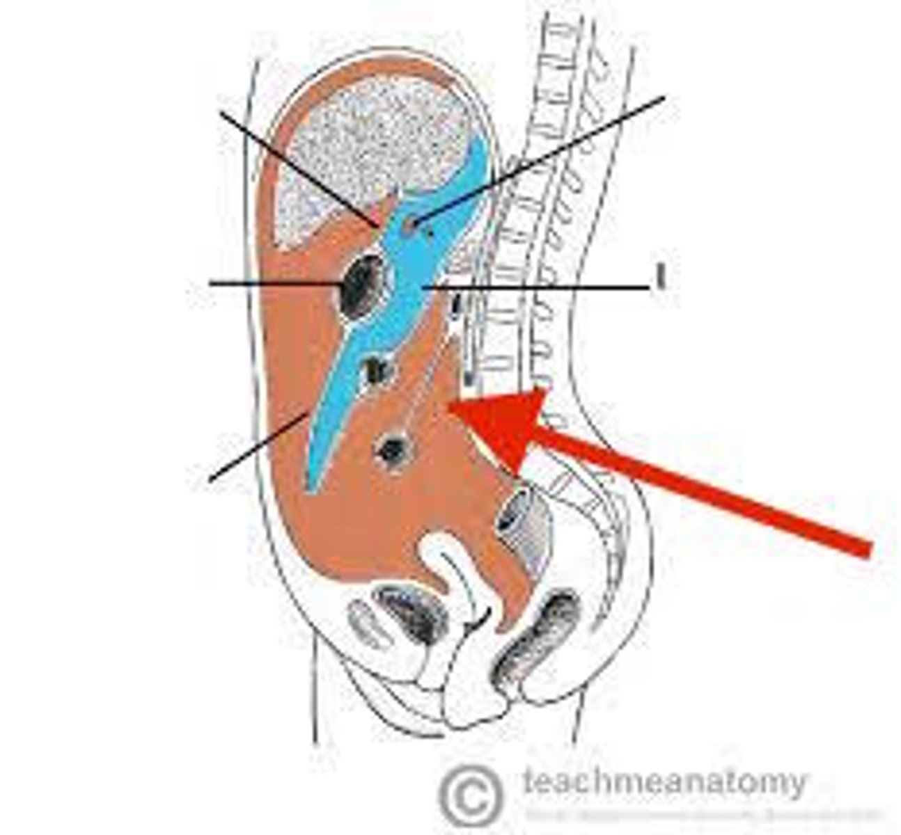 <p>peritoneal compartment of the abdominal cavity</p>