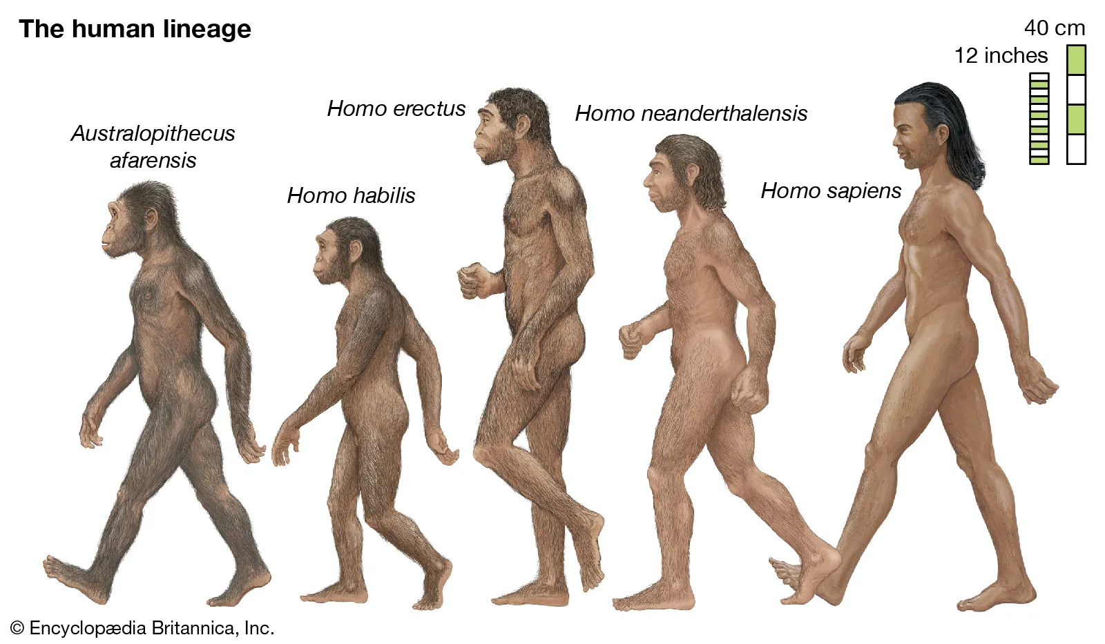 <ul><li><p>Homo sapiens neanderthalensis (“Neanderthals” named after Neander Valley in Germany)</p></li><li><p>“Wise man”</p></li><li><p>Originated in Eastern Africa</p></li><li><p>Known as “Cradle of Man”</p></li><li><p>Found caves to make homes out of</p></li><li><p>Had a language of repetitive sounds</p></li></ul>