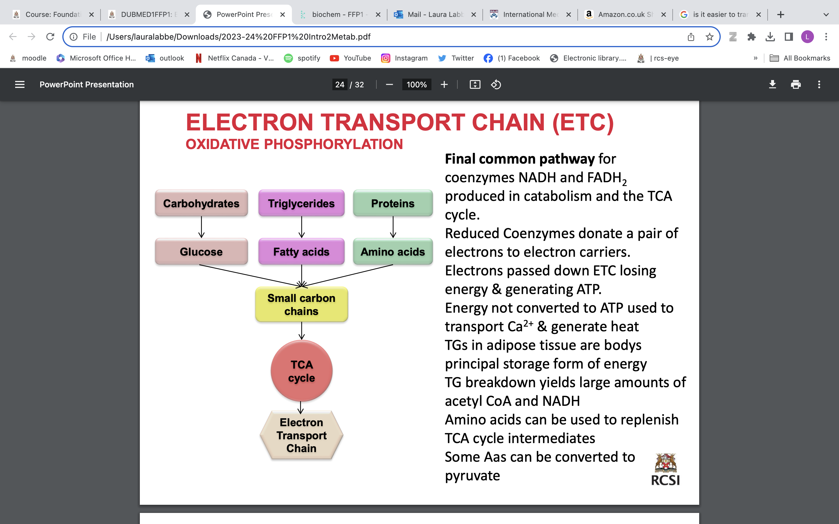 <p>Final common pathway for coenzymes NADH and FADH2 produced in catabolism and the TCA cycle. Reduced Coenzymes donate a pair of electrons to electron carriers. Electrons passed down ETC losing energy &amp; generating ATP. Energy not converted to ATP used to transport Ca2+ &amp; generate heat (extra energy, not necessary) TGs in adipose tissue are bodys principal storage form of energy TG breakdown yields large amounts of acetyl CoA and NADH Amino acids can be used to replenish TCA cycle intermediates Some Aas can be converted to pyruvate</p>