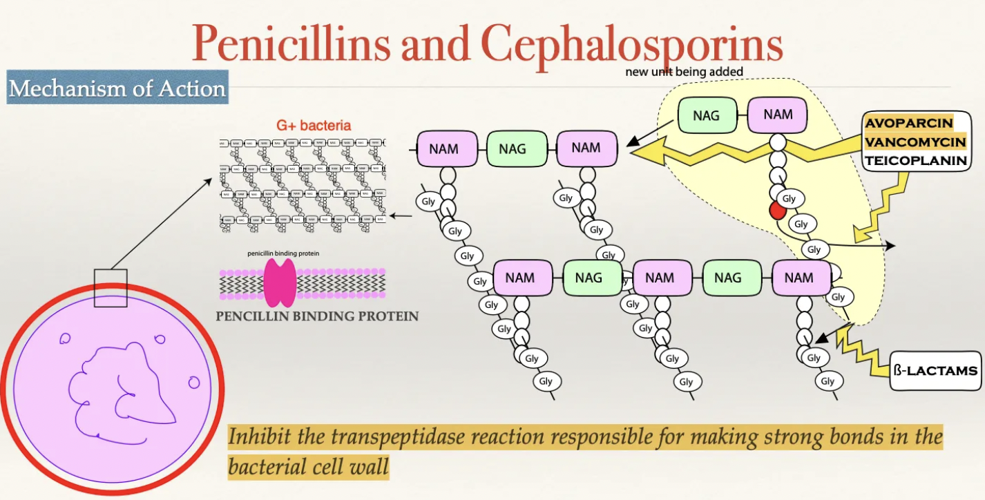 <ol><li><p>Drug MUST cross cell wall to enter the periplasmic space</p><ul><li><p>G+: Porous cell wall and easy entry</p></li><li><p>G-: NOT porous cell wall (must enter through protein channels)</p></li></ul></li><li><p>Drug covalently binds to penicillin binding protein in the cell membrane</p><ul><li><p>PBP = Produces transpeptidase to assist in bonds between peptidoglycan chains of the cell wall via inter-bridging</p></li></ul></li><li><p>Inhibited production of bacterial cell wall</p></li><li><p>Cell wall weakens causing the cell membrane to bulge and rupture</p></li></ol><p></p>