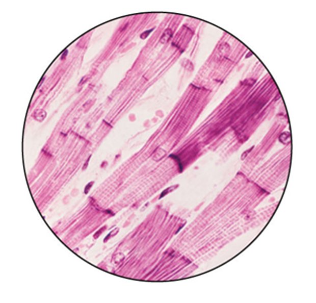 <p>Which of the following is/are true statement(s) about this tissue?</p>