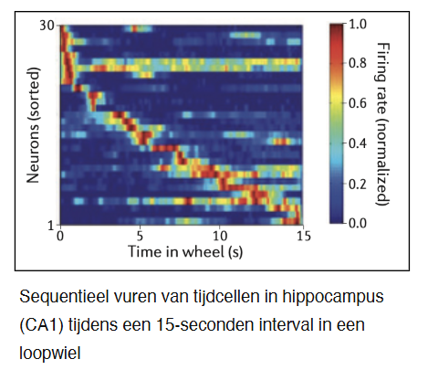 <ul><li><p>tijdcellen in CA1- & CA3-regio’s → vuren op specifiek momenten binnen interval</p></li><li><p>functies:</p><ul><li><p>ordenen gebeurtenissen in sequenties</p></li><li><p>zouden tijd aan gebeurtenissen koppelen</p></li></ul></li></ul><p></p>