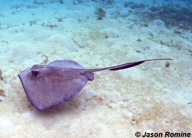 <p>stingrays, butterfly rays, and eagle rays </p><p>183 species, marine and FW</p><p>reproduction: ovoviviparous </p><p>no dorsal fins</p><p>Barbel on sting ray: modified placoid scale </p>