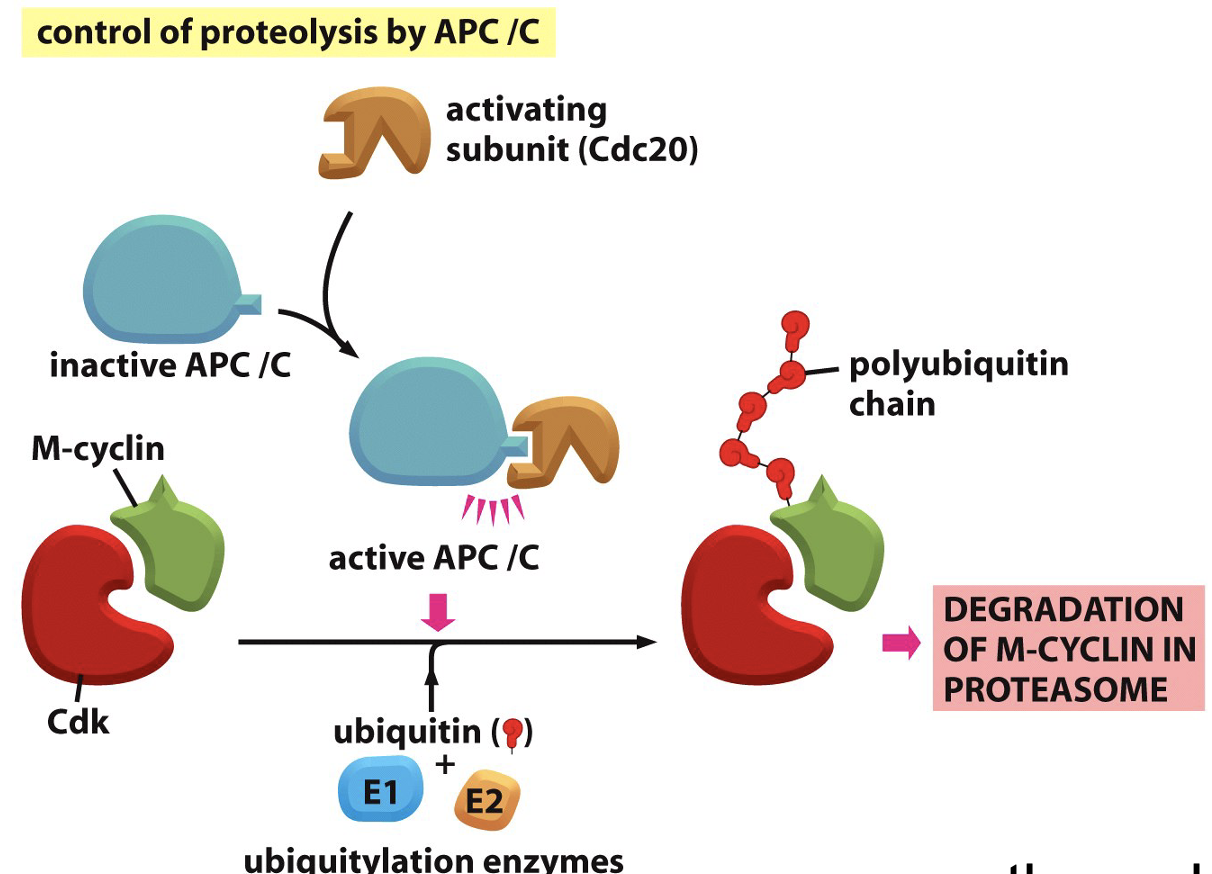 <p>Protein stability is regulated, multiple protein structures</p><ul><li><p>Cyclin is ubiquityated by APC/C</p></li><li><p>Forms polyubiquitin chain on cyclin</p><ul><li><p>spend energy to get rid of cyclin</p></li><li><p>gets degrated by proteasome</p></li></ul></li></ul><p></p>