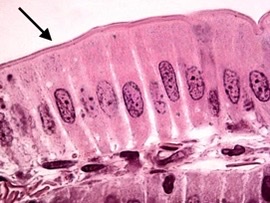 What is shown in the image?