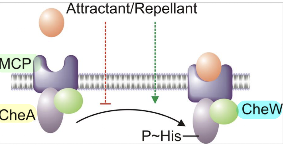 <p><strong>CheW is a coupling protein (SK) that links MCPs to CheA</strong>, <span style="color: green;"><strong><span>facilitating the transfer of signals that regulate CheA autophosphorylation</span></strong></span><strong> in response to attractants and repellents.</strong></p>