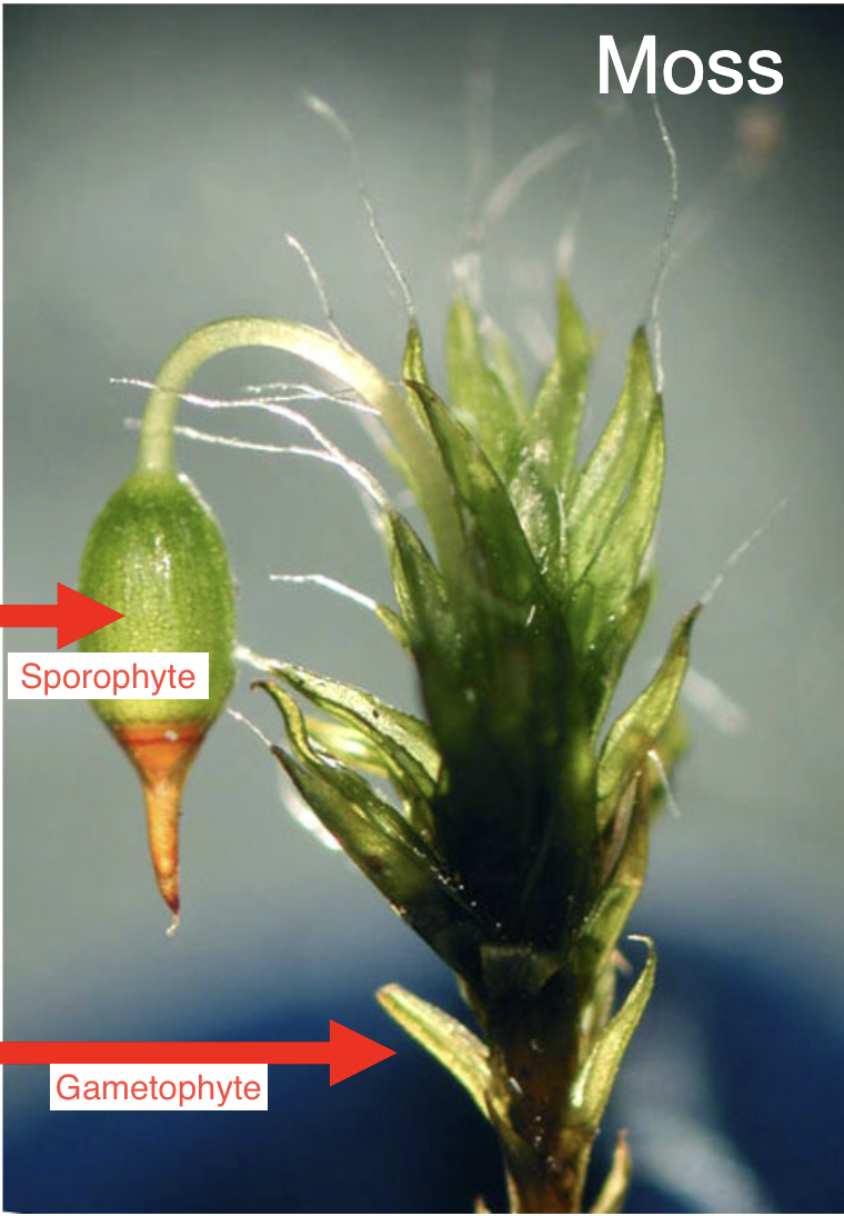 <p>Gametophyte, (larger, lives longer, and contributes the most resources)</p>