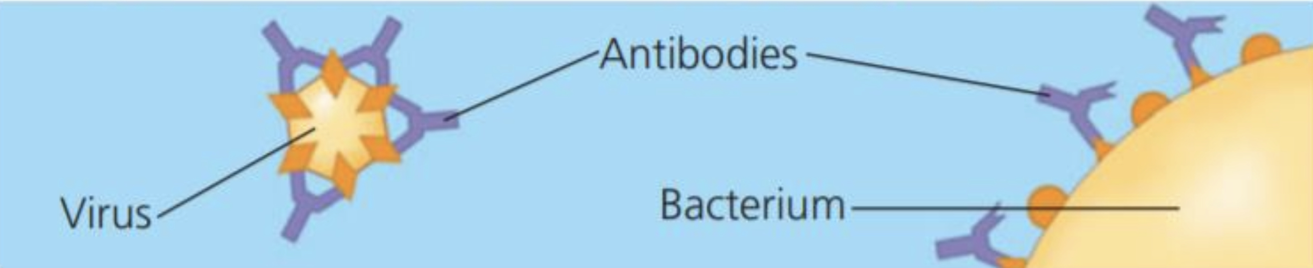 <p>Function: protection against disease Example: Antibodies inactivate and help destroy viruses and bacteria</p>