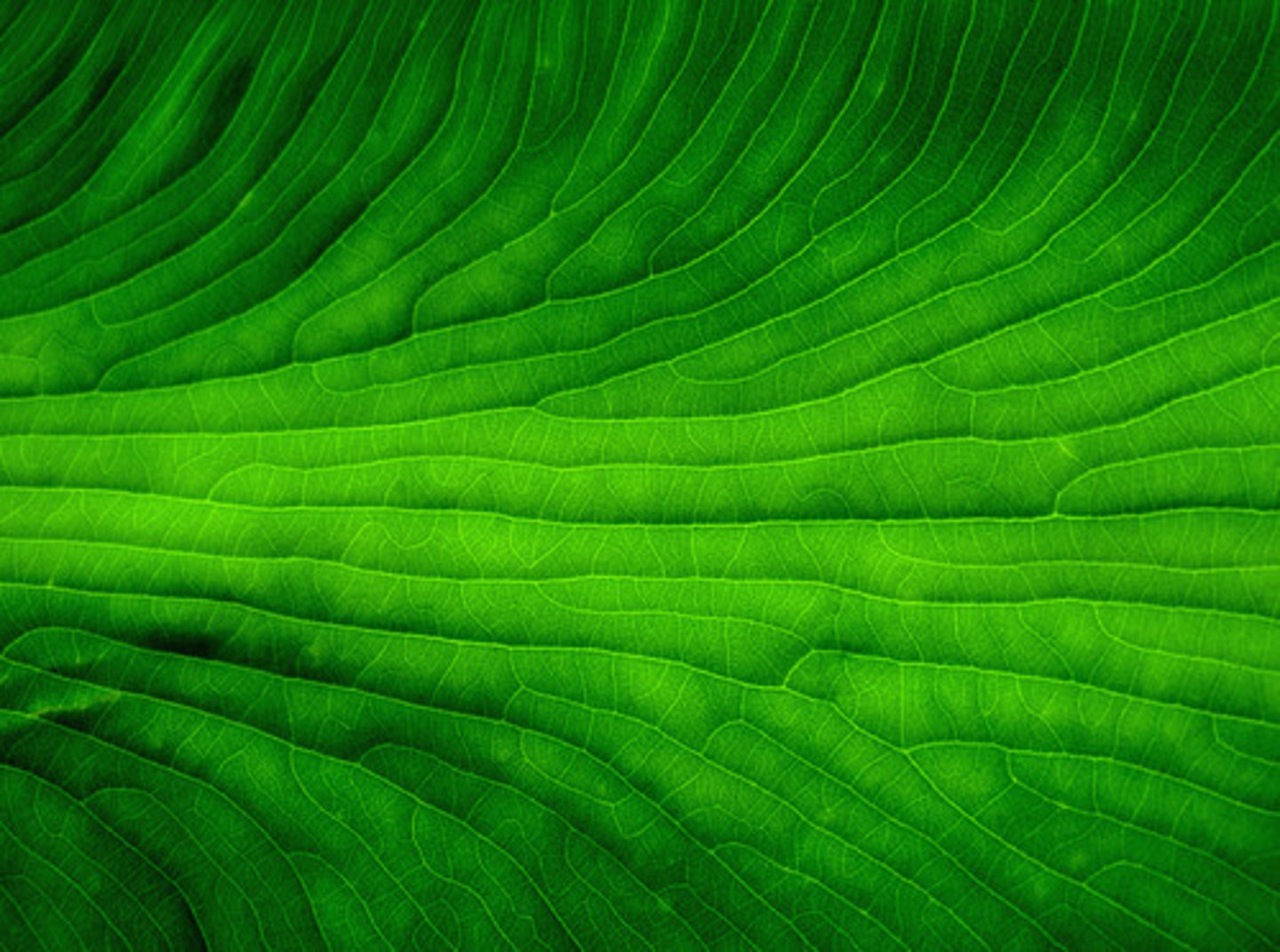 <p>green</p>