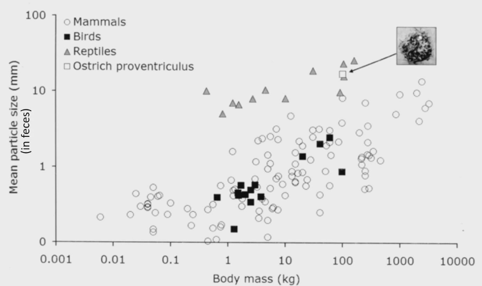 <ul><li><p>Measured mammals, reptiles and birds, measured mean particle size in feces</p></li><li><p>Particle size in birds and mammals are almost the same. Turns out gizzard and teeth are equally as efficient in grinding food down to be digested</p><ul><li><p>Mammals and birds are endothermic. They need to get as much energy out of food as possible so they grind particles they eat to be very small</p></li></ul></li><li><p>Reptiles are above birds and mammals are not as good at breaking food down, because there was more particles in their poop. They are ectothermic = lower metabolic rate = don’t need to get as much nutrients from food they are eating</p></li></ul><p></p>