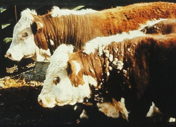 <ul><li><p>Warts more commonly found than other species</p></li><li><p>common in calves and yearlings</p></li><li><p>transimitted by fomites(contaminated milking equipements and more)</p></li><li><p>Venereal warts through sexual transmission (can be avoided by AI)</p></li><li><p>Warts occur 6 wks after infection</p></li><li><p>Persist 1-6 months then regress(CMI mediated)</p></li><li><p>Rarely Florid infection can occur</p></li></ul><p></p>