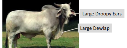 <ul><li><p>Origin: India</p></li><li><p>White-gray to black to red</p></li><li><p>Horned or polled</p></li><li><p>Large</p></li><li><p>Traits: long droopy ears, large dewlap, heat-tolerant, hump at base of neck composed of muscle and connective tissue)</p></li></ul><p></p>