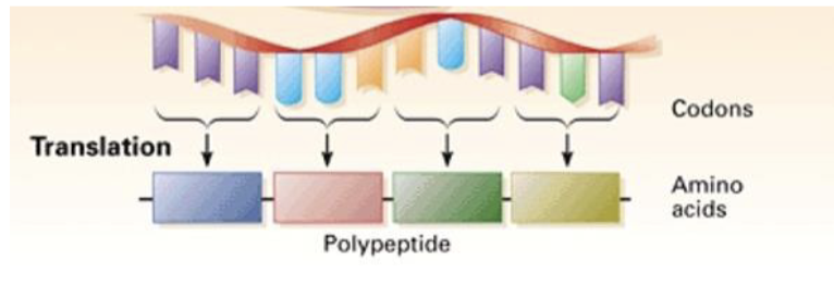 <ul><li><p>expressing proteins</p></li><li><p>the process where the ribosomes read the mRNA sequence and make a protein based on the sequence</p></li></ul><p></p>